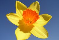 Kaipara Coast Plant Centre Daffodil Bulbs Bulk Bulbs with proportions 2048 X 1536