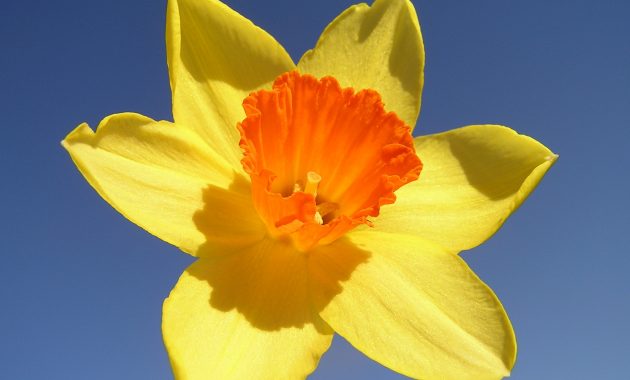 Kaipara Coast Plant Centre Daffodil Bulbs Bulk Bulbs with proportions 2048 X 1536