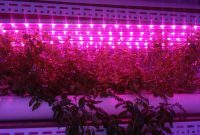 Led Grow Grow Lights 900mm 15w Length W Full Spectrum 4000k660nm 3 regarding dimensions 3264 X 1836