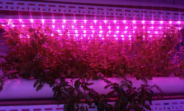 Led Grow Grow Lights 900mm 15w Length W Full Spectrum 4000k660nm 3 regarding dimensions 3264 X 1836