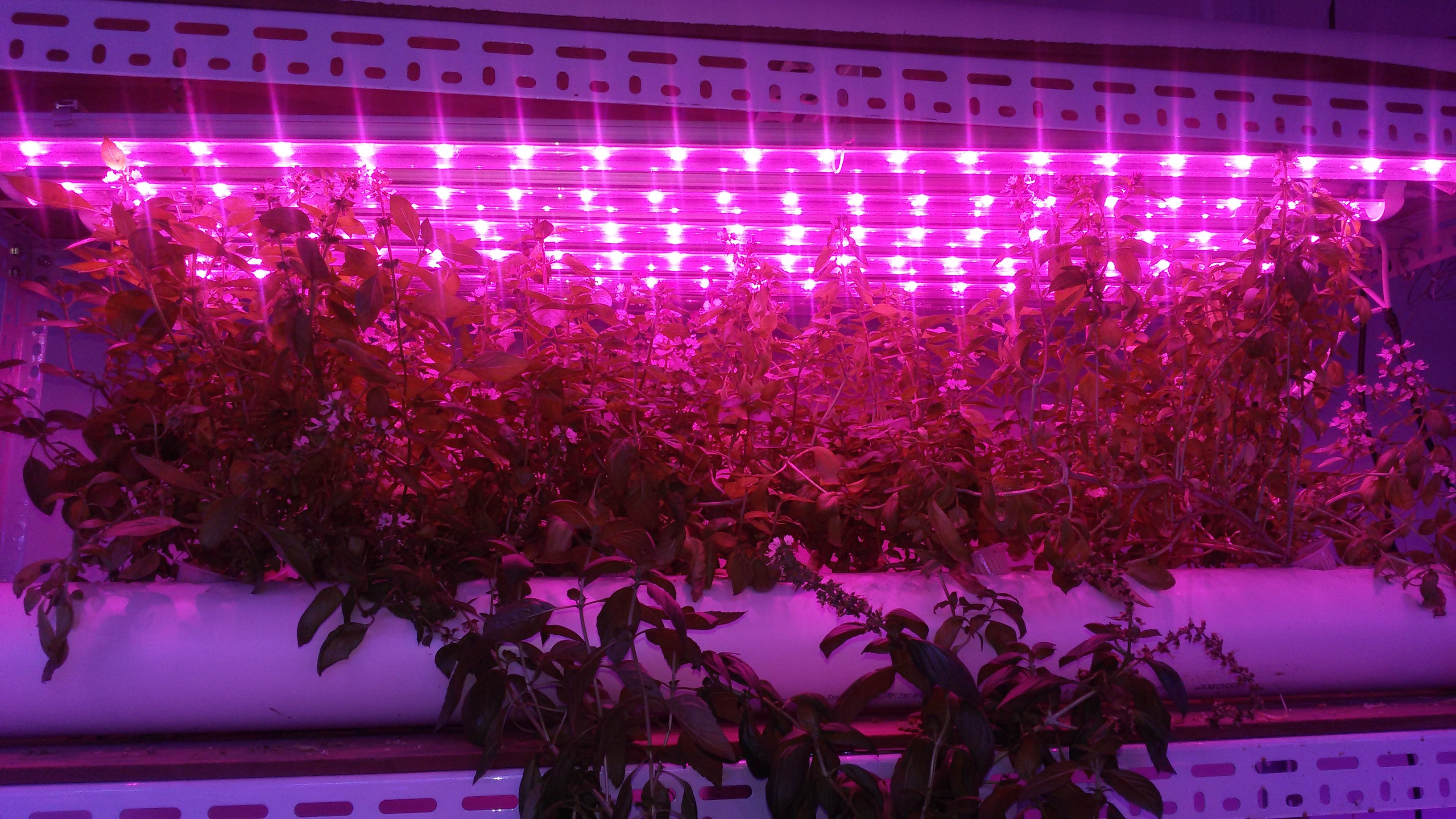 Led Grow Grow Lights 900mm 15w Length W Full Spectrum 4000k660nm 3 regarding dimensions 3264 X 1836