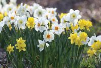 Longfield Gardens Narcissus Naturalizing Bulbs 100 Pack 12000021 with regard to measurements 1000 X 1000