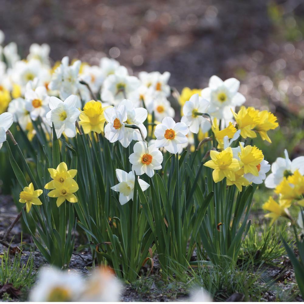 Longfield Gardens Narcissus Naturalizing Bulbs 100 Pack 12000021 with regard to measurements 1000 X 1000