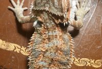 My Beardie Has A Curve In His Back Bearded Dragon Org in proportions 1024 X 1820