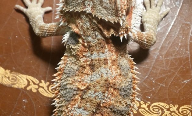 My Beardie Has A Curve In His Back Bearded Dragon Org in proportions 1024 X 1820