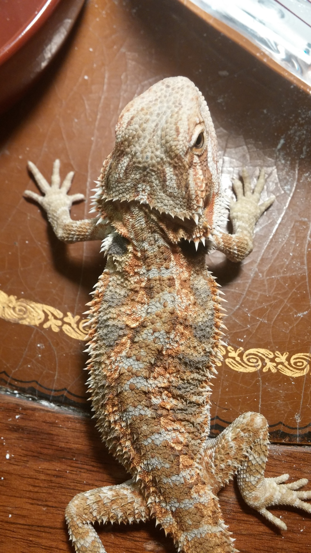 My Beardie Has A Curve In His Back Bearded Dragon Org in proportions 1024 X 1820