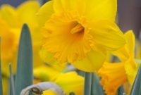 Narcissus Trumpet Dutch Master Daffodils Bulbs And Dutch throughout size 735 X 1102