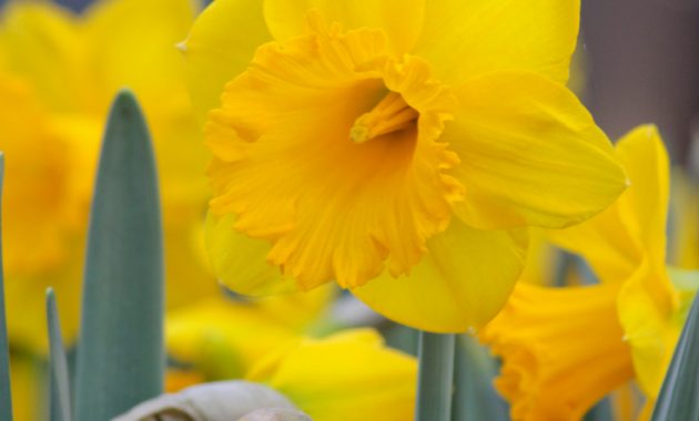 Narcissus Trumpet Dutch Master Daffodils Bulbs And Dutch throughout size 735 X 1102