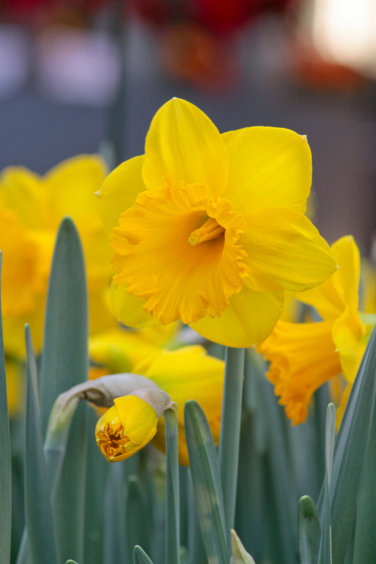 Narcissus Trumpet Dutch Master Daffodils Bulbs And Dutch throughout size 735 X 1102