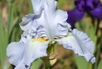 Navajo Jewel 3 Iris Flowers And Bearded Iris in measurements 2910 X 2498