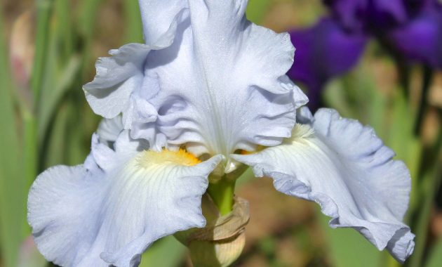 Navajo Jewel 3 Iris Flowers And Bearded Iris in measurements 2910 X 2498