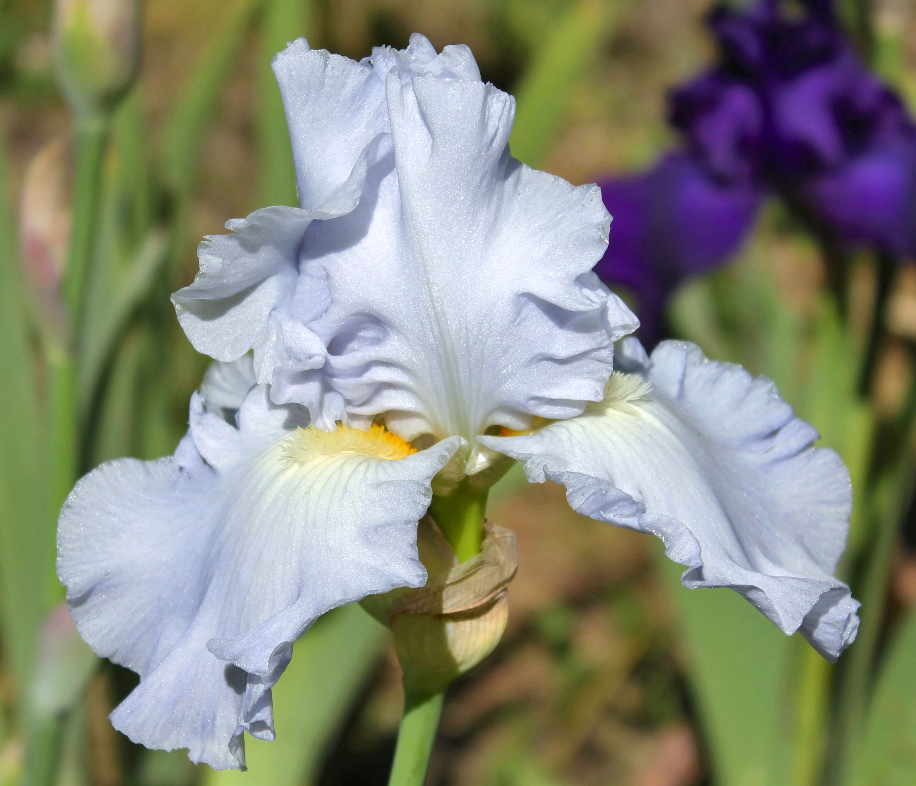 Navajo Jewel 3 Iris Flowers And Bearded Iris in measurements 2910 X 2498