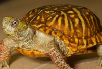 North American Box Turtle Zoo Med Laboratories Inc pertaining to size 1800 X 988