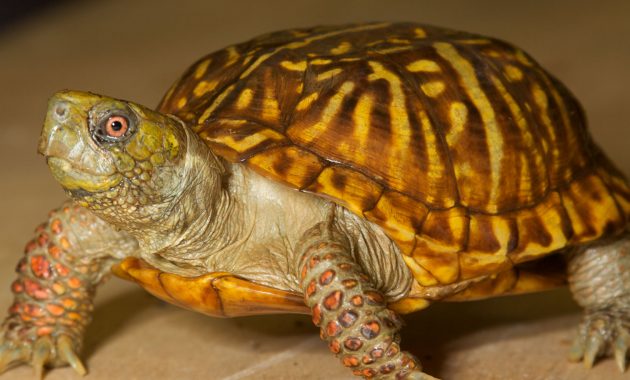 North American Box Turtle Zoo Med Laboratories Inc pertaining to size 1800 X 988