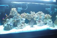 Odyssea Vs Ati Vs Gieseman Bulbs Pics Of All 3 Aquarium Advice in proportions 1200 X 900