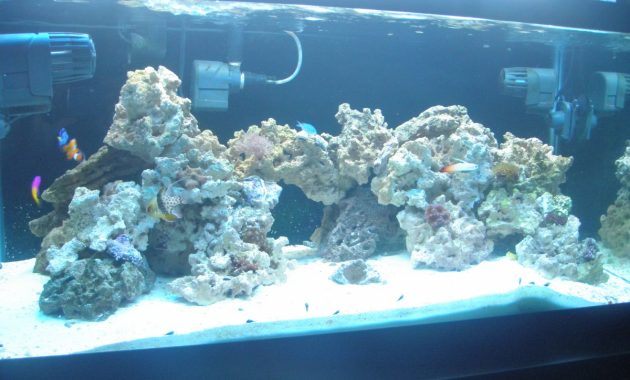 Odyssea Vs Ati Vs Gieseman Bulbs Pics Of All 3 Aquarium Advice in proportions 1200 X 900