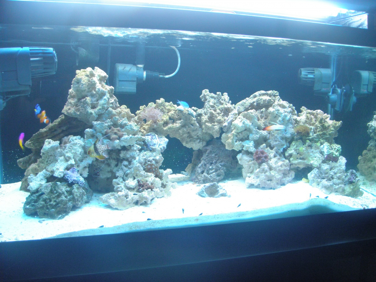 Odyssea Vs Ati Vs Gieseman Bulbs Pics Of All 3 Aquarium Advice in proportions 1200 X 900