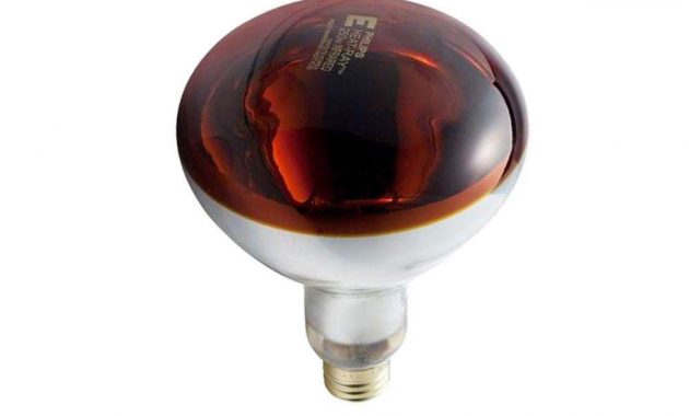 Philips 250 Watt R40 Incandescent Heat Lamp Bulb Red 4 Pack intended for measurements 1000 X 1000