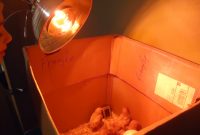 Red Heat Lamp Bulb Chickens Seo Chicago Best Lamps Gallery with regard to size 4320 X 3240