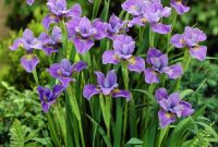 Siberian Iris Fall Planted Purple within dimensions 900 X 900