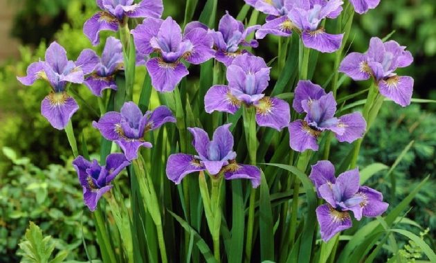 Siberian Iris Fall Planted Purple within dimensions 900 X 900