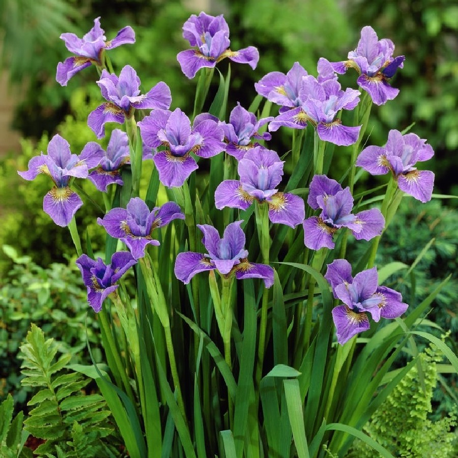 Siberian Iris Fall Planted Purple within dimensions 900 X 900