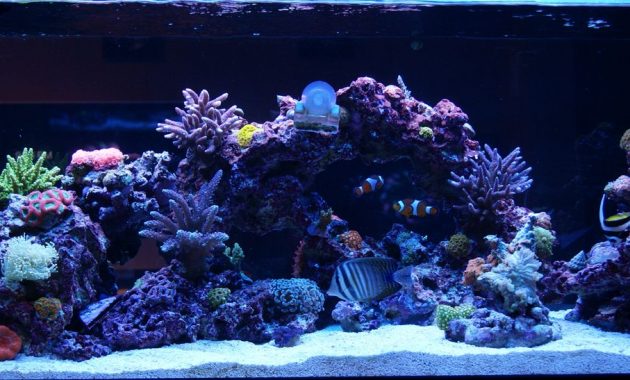 Stacking Live Rock And Salt Water Aquarium Last Edited Mattdean regarding measurements 1500 X 547