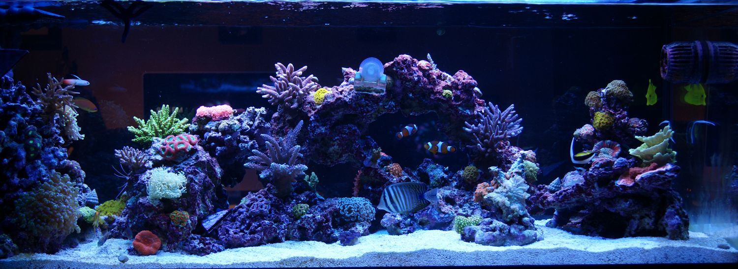 Stacking Live Rock And Salt Water Aquarium Last Edited Mattdean regarding measurements 1500 X 547