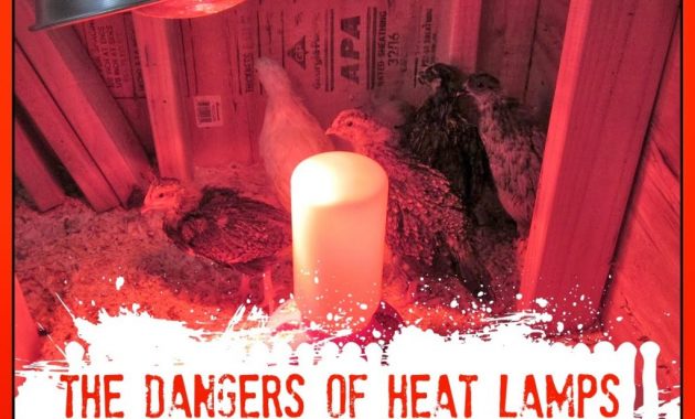 The Dangers Of Brooder Heat Lamps And A Safe Alternative with proportions 1024 X 1024