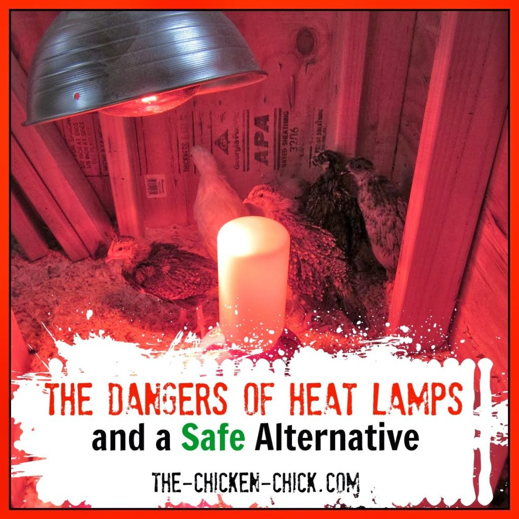 The Dangers Of Brooder Heat Lamps And A Safe Alternative with proportions 1024 X 1024