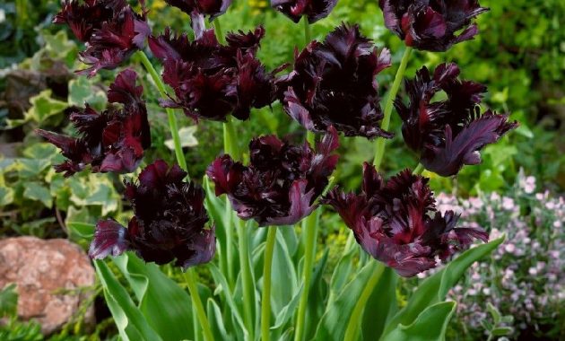 Tulip Bulbs Black Parrot Parrot Tulipthis Bloom Is An Absolute pertaining to sizing 900 X 900