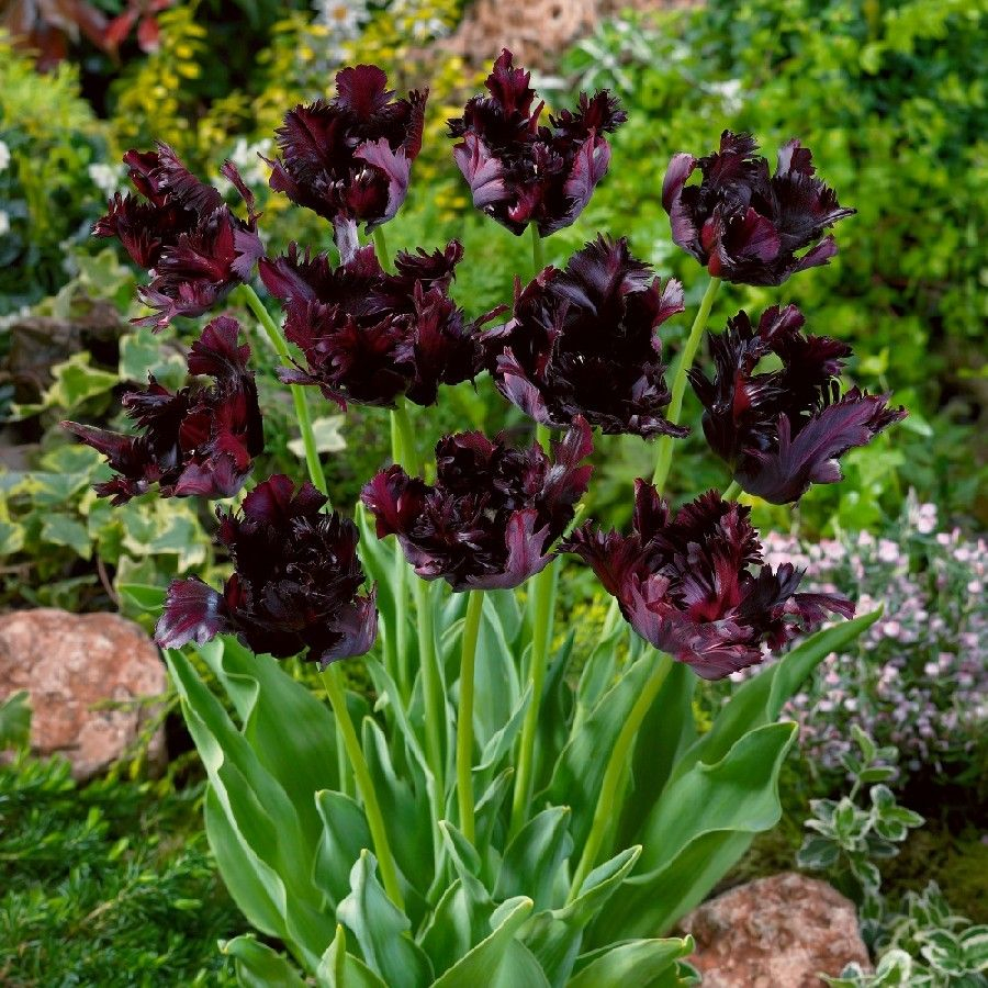 Tulip Bulbs Black Parrot Parrot Tulipthis Bloom Is An Absolute pertaining to sizing 900 X 900