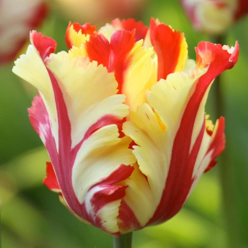 Tulip Texas Flame Longfield Gardens in dimensions 1000 X 1000