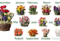 Twelve Months Of Pre Planted Flower Bulb Gift Gardens Sku50431 regarding dimensions 1920 X 1080