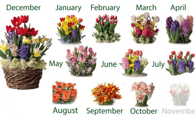 Twelve Months Of Pre Planted Flower Bulb Gift Gardens Sku50431 regarding dimensions 1920 X 1080