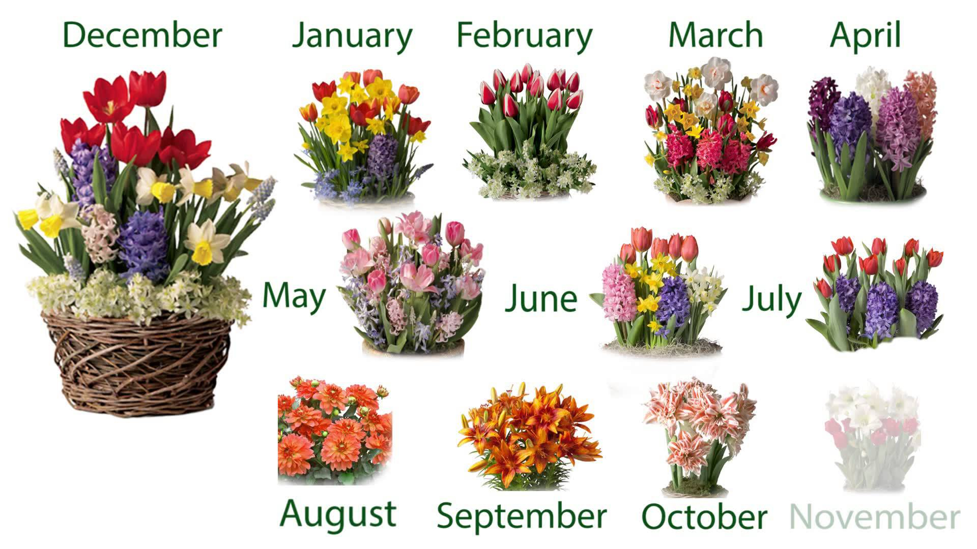 Twelve Months Of Pre Planted Flower Bulb Gift Gardens Sku50431 regarding dimensions 1920 X 1080