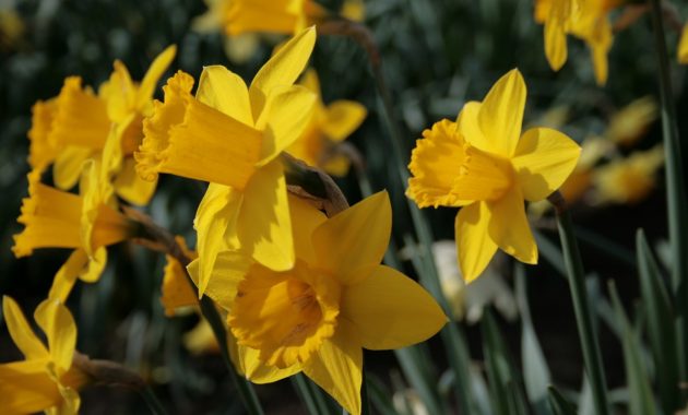 Uk Gardens 25kg Bulk Bag Tamara Daffodil Spring Flowering Garden for size 1600 X 1068