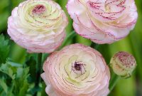 Van Zyverden Butter Cups Bulbs Ranunculus Cappuccino Set Of 12 with regard to size 1000 X 1000