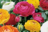 Van Zyverden Butter Cups Ranunculus Double Blooming Mixed Bulbs Set with proportions 1000 X 1000