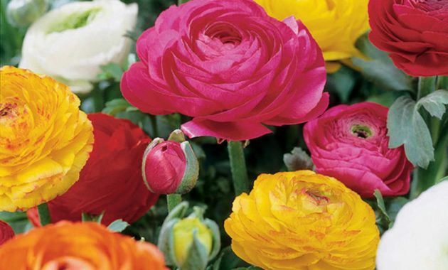 Van Zyverden Butter Cups Ranunculus Double Blooming Mixed Bulbs Set with proportions 1000 X 1000