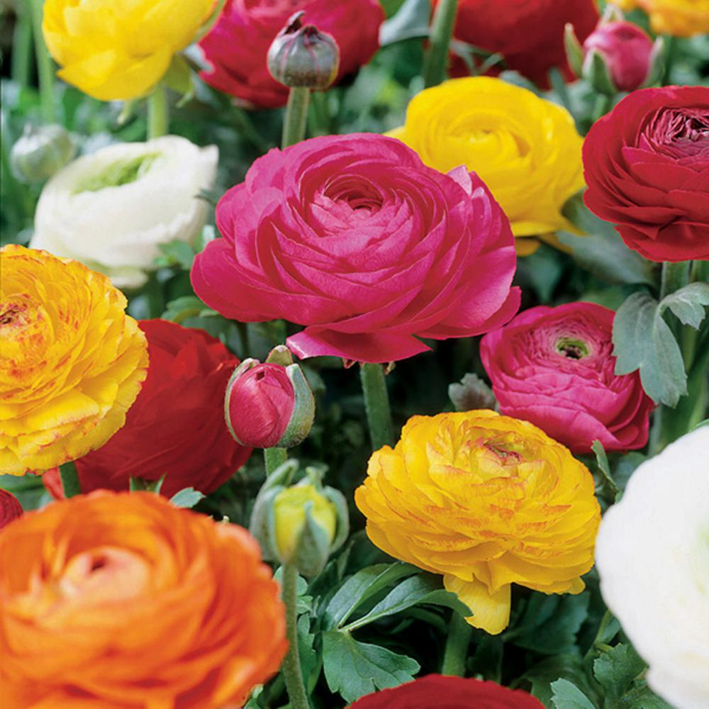 Van Zyverden Butter Cups Ranunculus Double Blooming Mixed Bulbs Set with proportions 1000 X 1000