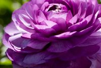 Van Zyverden Butter Cups Ranunculus Double Purple Bulbs Set Of 25 within dimensions 1000 X 1000