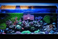 Veng Tailess 20 Gallon Long Encrusting Coral Nano Reef August with regard to measurements 1280 X 704