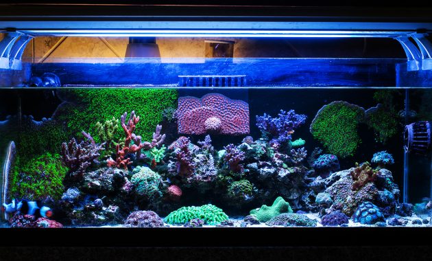 Veng Tailess 20 Gallon Long Encrusting Coral Nano Reef August with regard to measurements 1280 X 704