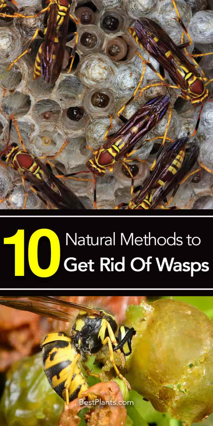 10 Natural Methods To Get Rid Of Wasps Or Help You Live With Them regarding size 735 X 1470