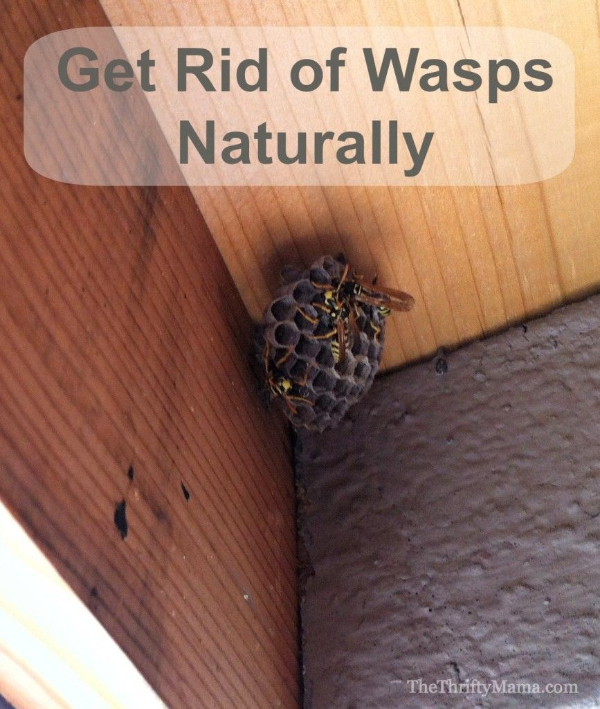 15 Clever Ways To Get Rid Of Bugs Products I Love Get Rid Of for size 867 X 1024