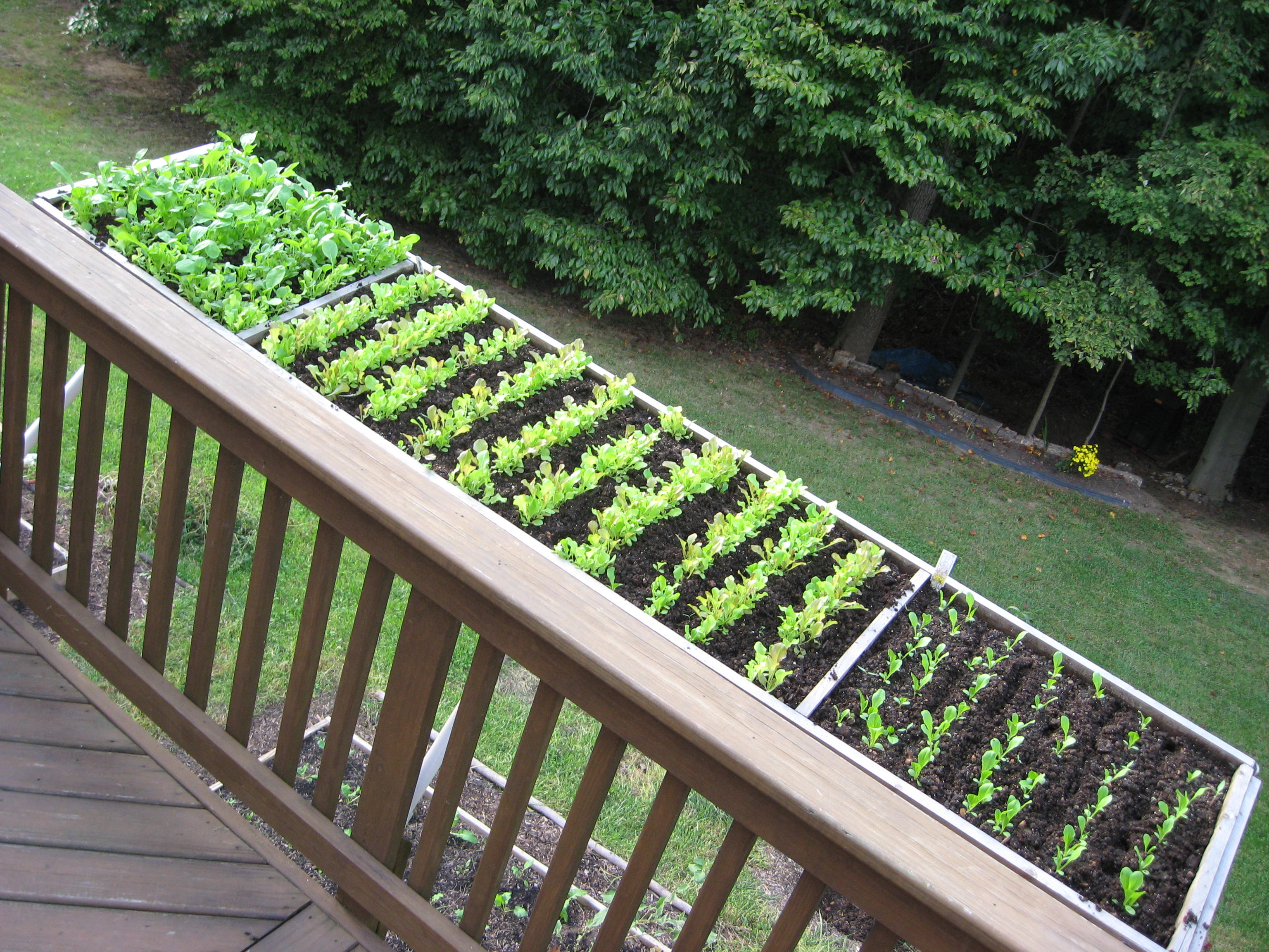 Deck Veggie Garden within size 3072 X 2304