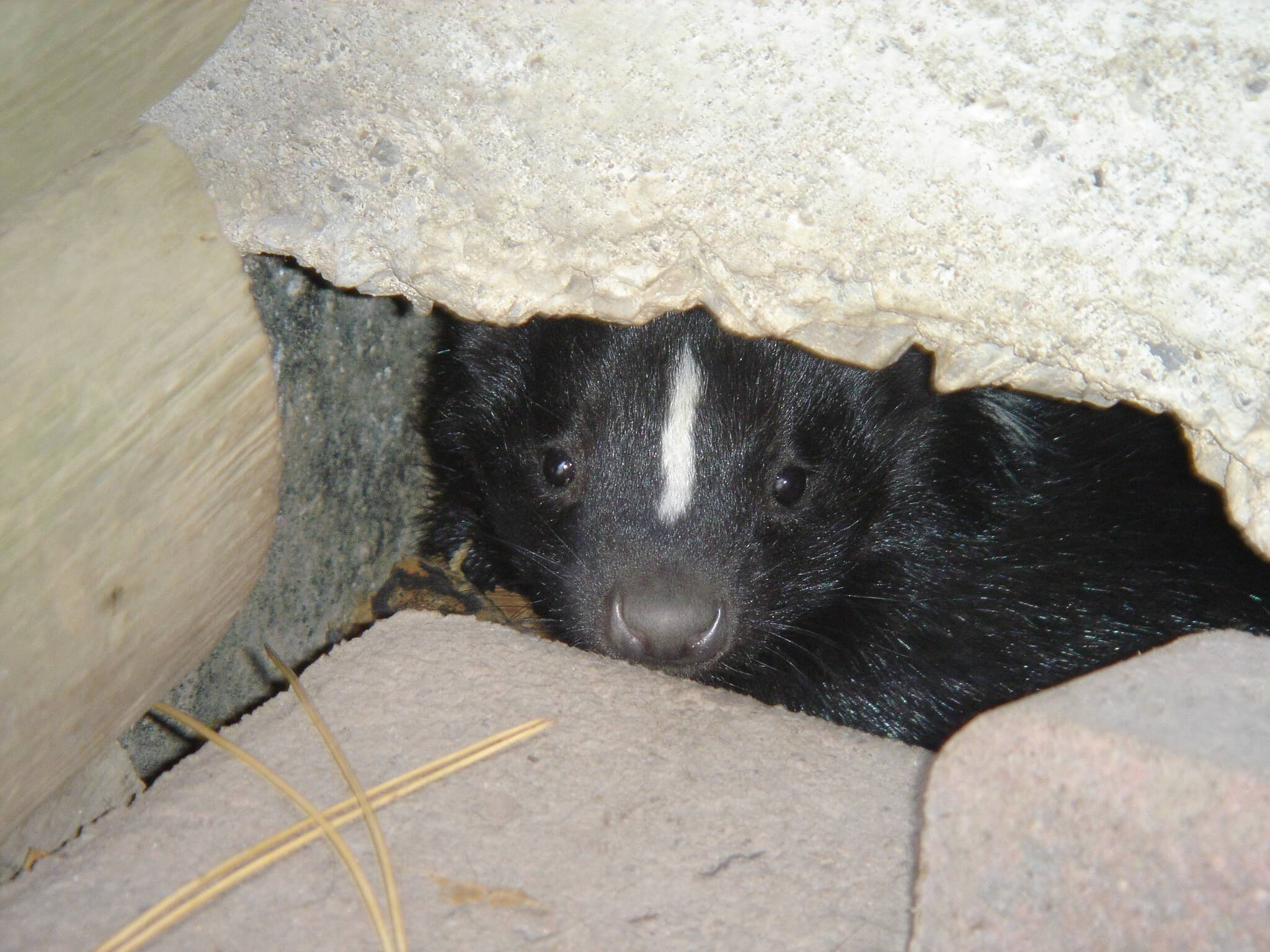 Get Rid Of Skunks And Prevent Them From Entering Your Home throughout sizing 2048 X 1536