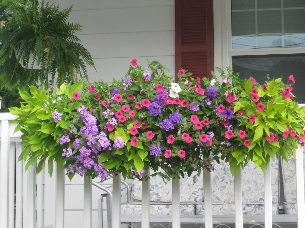 Had Coral Calibrachoa And Purple Verbena This Year Like The Pink inside sizing 1024 X 768