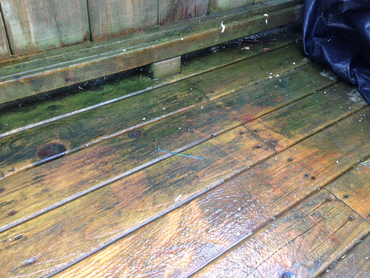 Help My Patio Deck Is Turning Green pertaining to proportions 1280 X 960